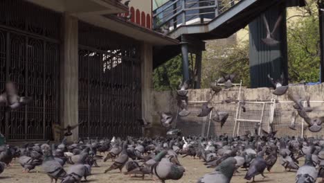 pigeon feeding eating grains in goregaon west maharashtra india