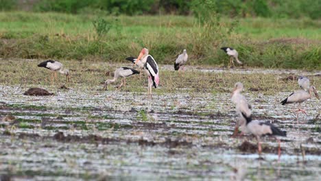 Visto-En-Medio-Del-Arrozal-Fangoso-Levantando-La-Pata-Derecha,-Otras-Aves-Forrajean,-Una-Vuela-Hacia-La-Derecha