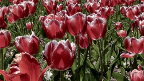 tulips in park at springtime