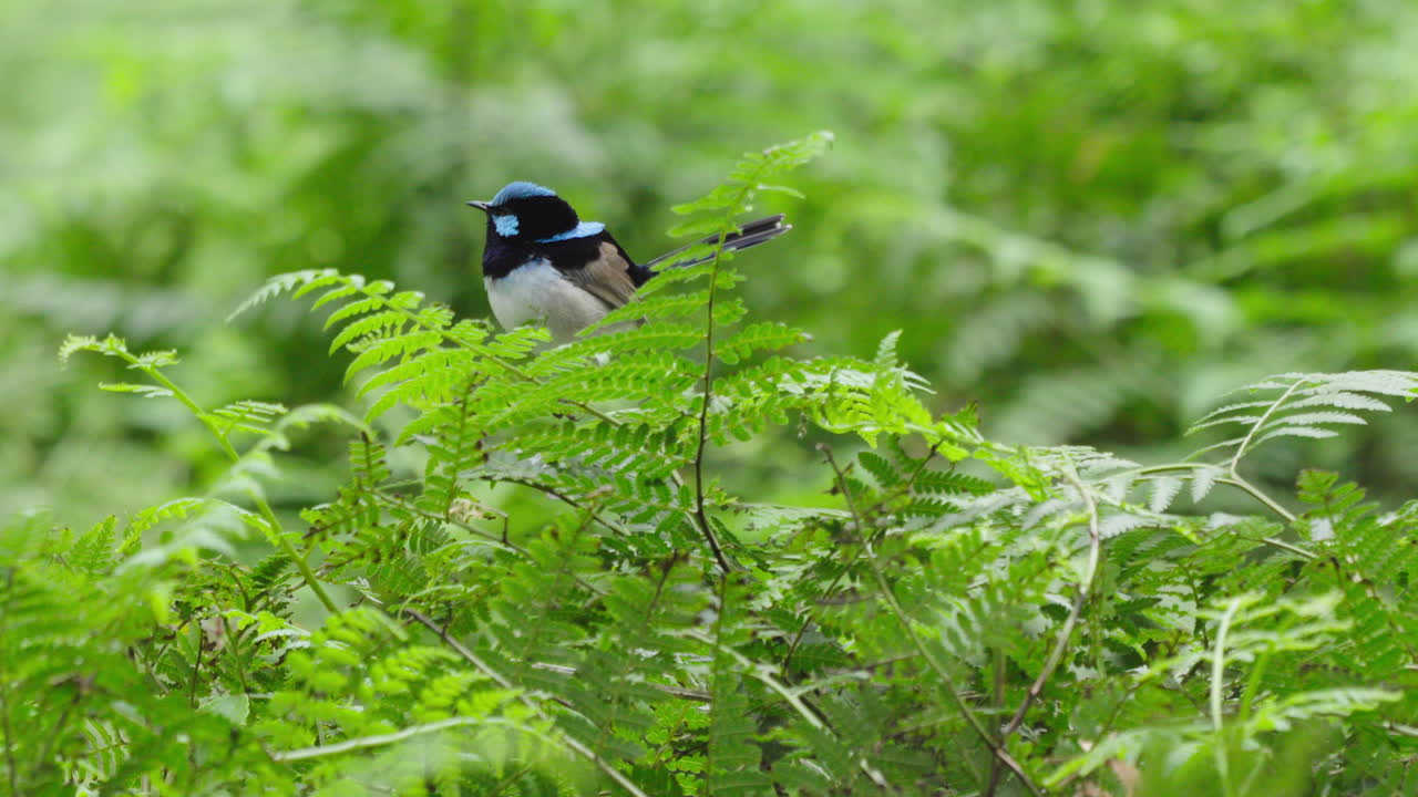 A male superb fairywren at the top of some ferns, flying off to the right
