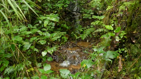 small little creek trickles down the hill side into a little pool surrounded by shrubs