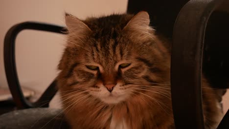 lindo gato siberiano en silla