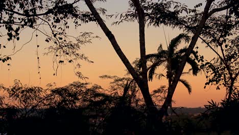 beautiful rainforest amazon jungle at sunset, orange sky and dark silhouette of trees