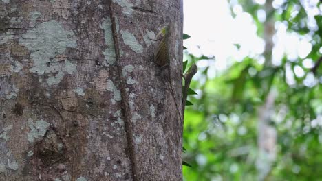 Moviendo-Su-Papada-O-Cuello-Varias-Veces-Mientras-Se-Mueve-Hacia-La-Derecha-Cortejando-A-Su-Pareja,-El-Dragón-Volador-De-Blanford-Draco-Blanfordii,-Tailandia