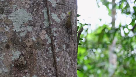 moviendo su dewlap o cuello varias veces mientras se mueve hacia la derecha cortejando a su compañero, el dragón volador de blanford draco blanfordii, tailandia