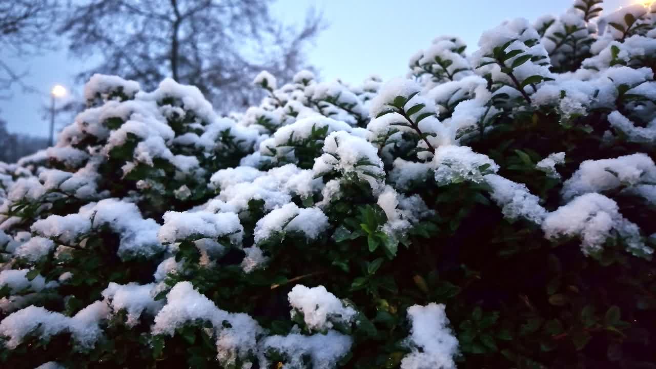 Primo piano dettagliato delle foglie di un arbusto verde coperte da uno strato di neve bianca fresca in inverno.