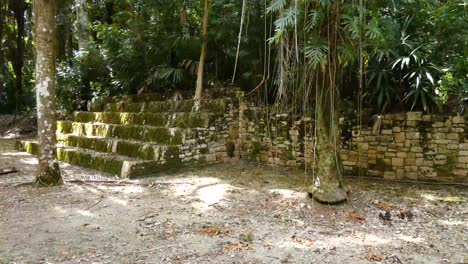 dense rain-forest growing over the mayan ruins at kohunlich mayan site - quintana roo, mexico