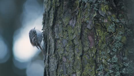 Baumläufer-Vogel-Klettert-Vertikal-Auf-Baumstamm-Rinde-Fütterung-Essen