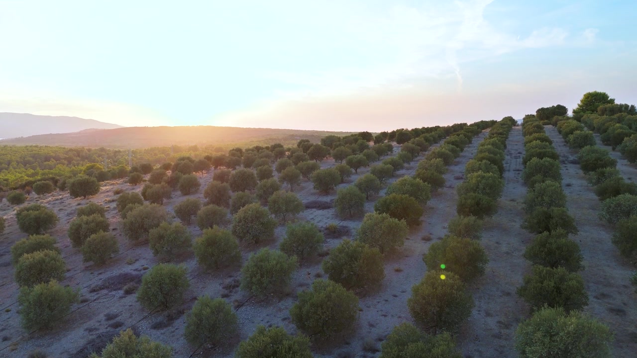 Vista aerea con drone di filari di ulivi attraverso terreni agricoli e paesaggio agricolo rurale al tramonto