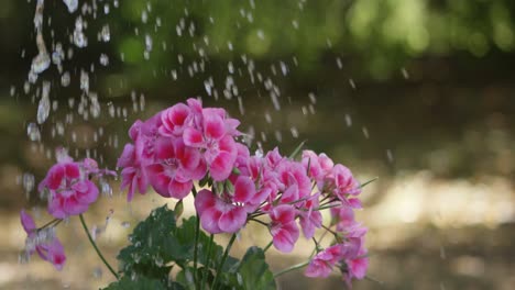 Agua-Que-Se-Vierte-En-La-Planta