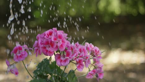agua que se vierte sobre la planta