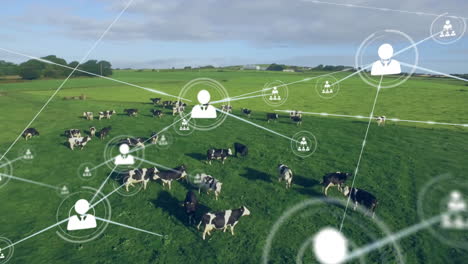 cows grazing in field with network connections and data processing animation