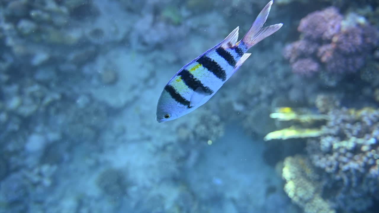 Close up of a Indo-Pacific sergeant fish swimming near a coral reef