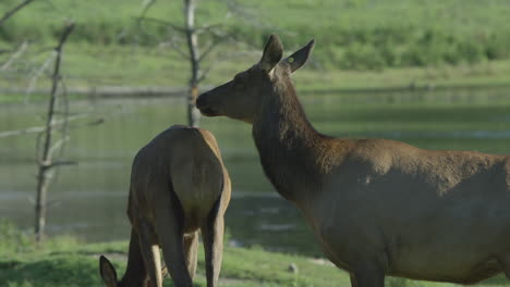 Kanadische-Tierwelt---Majestätische-Hirsche,-Die-Am-Ufer-Eines-Flusses-Entlang-Spazieren