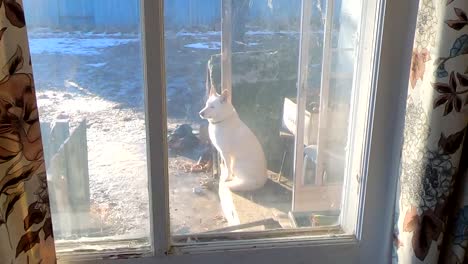 white husky dog sitting on the porch of a house in the backyard guarding in the winter