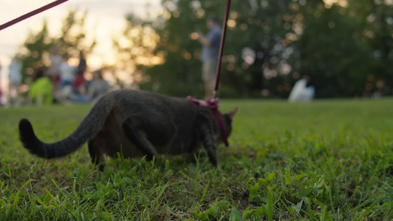 Small pretty cat walking in the park with young woman owner. Close-up of kitty on green grass. Nature