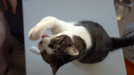 white and black cat playing with a string in slow motion indoors at home