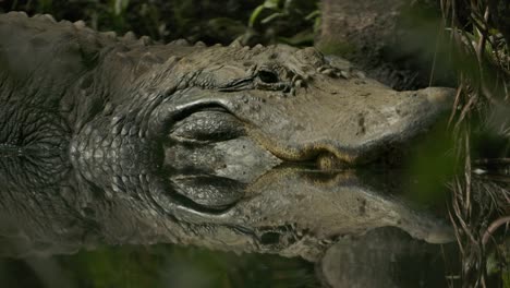 alligator-with-perfect-reflection-on-water-waiting-for-prey