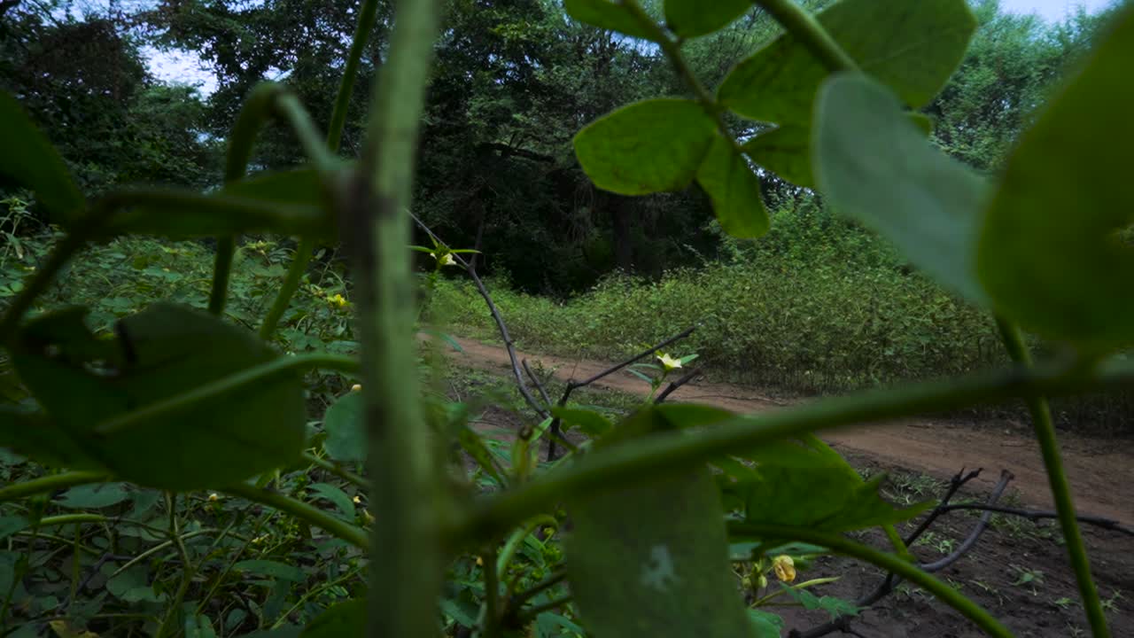 joven corriendo en el bosque de champaner, gujarat.