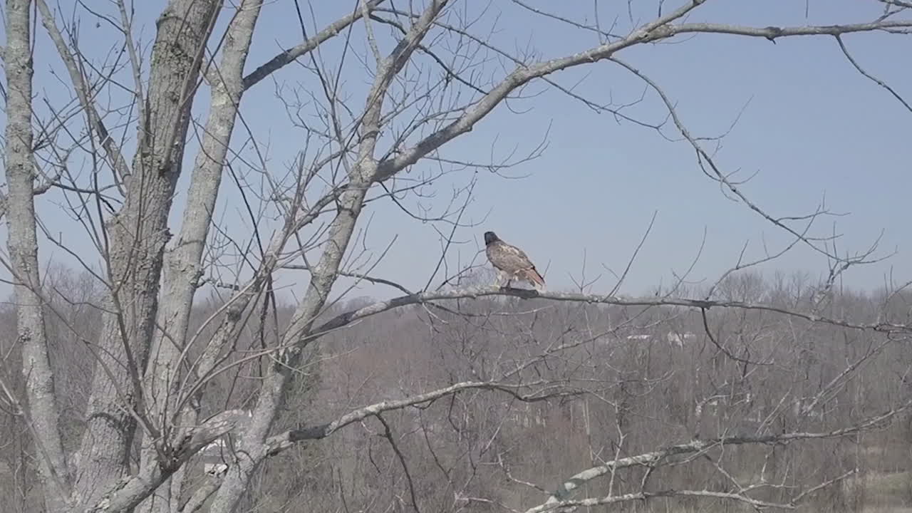 나무 가지 에 앉아 있는 새