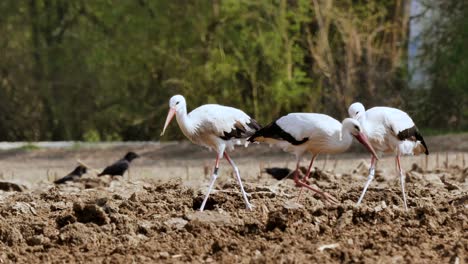 Familia-De-Cigüeñas-Blancas-En-Busca-De-Comida,-Al-Aire-Libre-En-El-Campo-Natural-Cosechado-En-La-Naturaleza