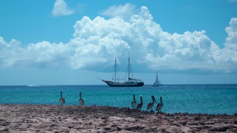 Wunderschönes-Standbild-Von-Pelikanen-In-Der-Karibik-Mit-Piratenschiff-Im-Hintergrund