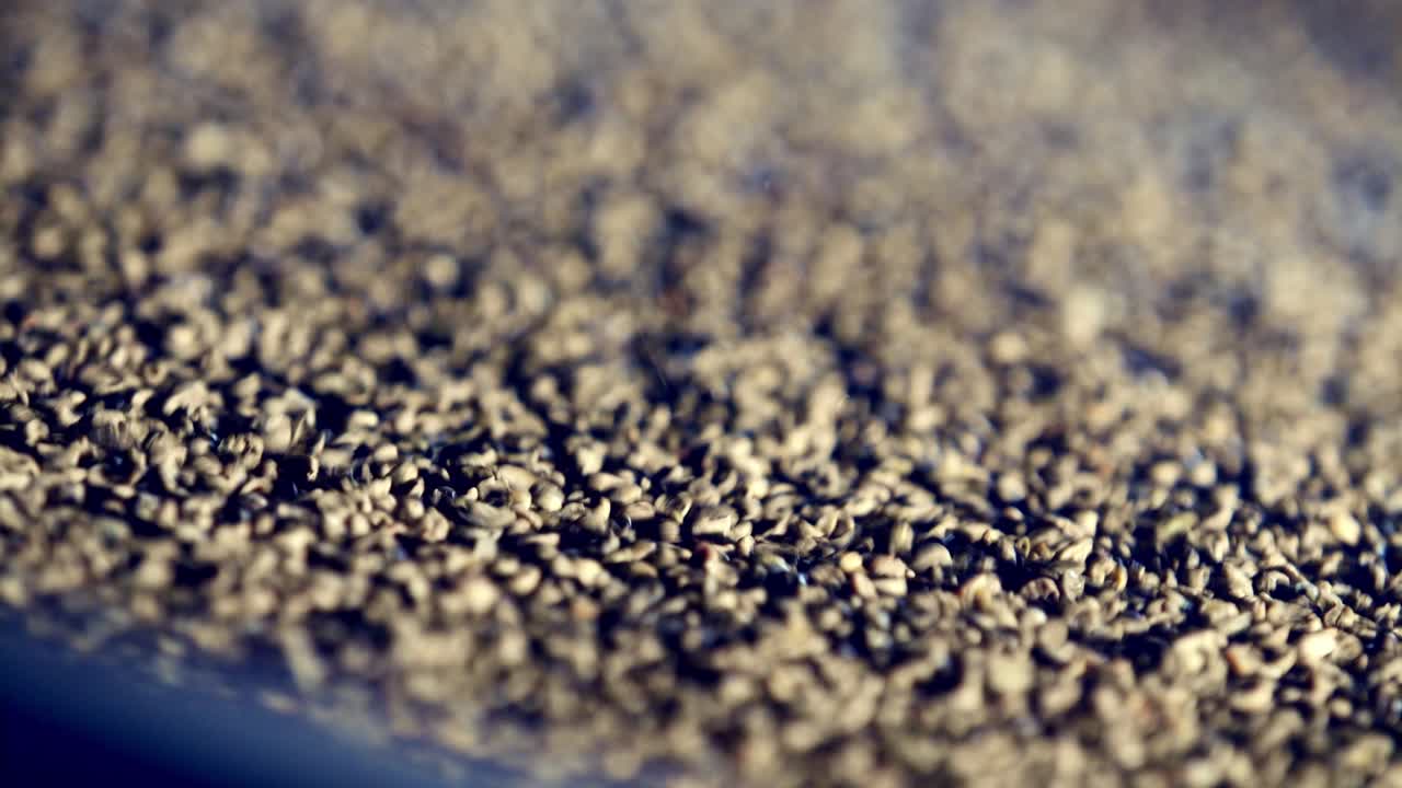 el separador por gravedad sacude los granos de café sin tostar para eliminar piedras y otras impurezas