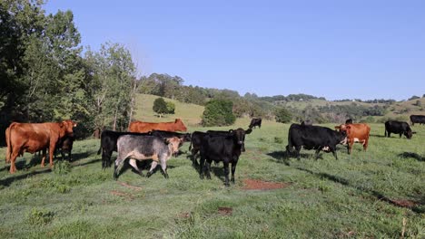 cows moving and grazing in a sunny pasture