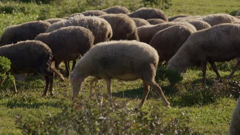 herd of sheep herding or eating grass, side closeup panning view, golden hour colors