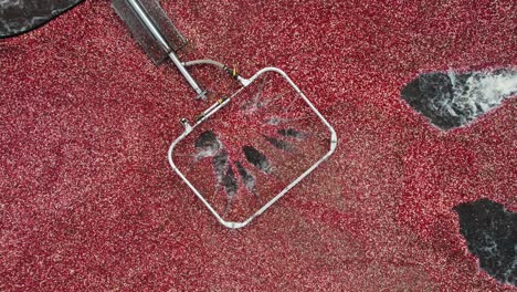 during the annual cranberry harvest, a berry pump mocves cranberries out of the bog into a separator