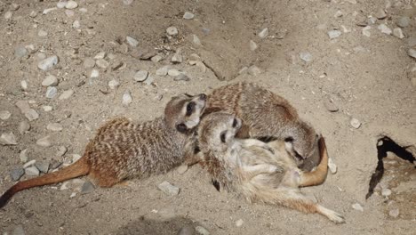 three adorable meerkats on the ground