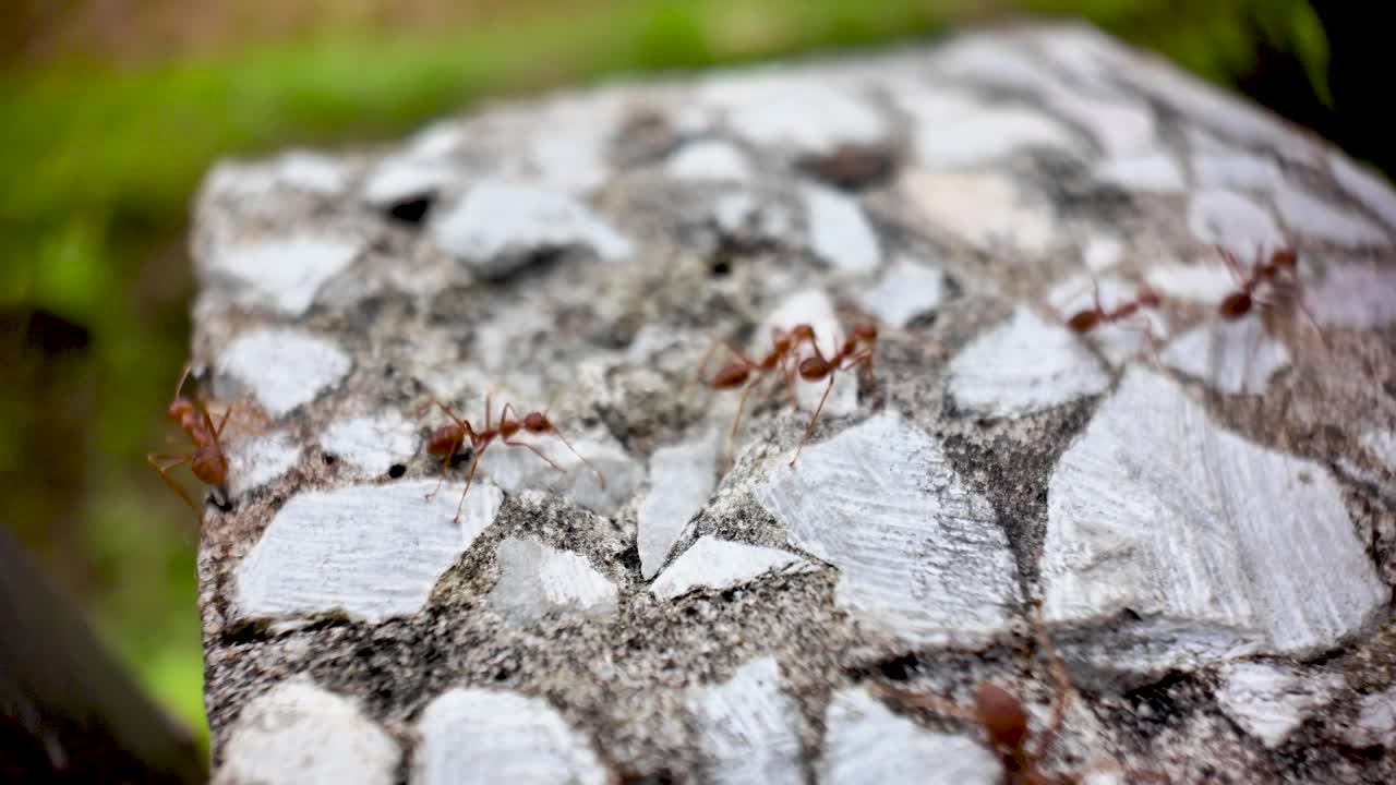Close-up macro shot of weaver ants on a concrete surface in Vang Vieng Laos