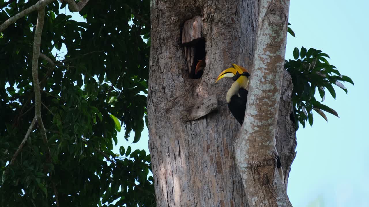 posado en una rama, la hembra saca la cabeza de la madriguera y el macho se va volando, gran cálao indio buceros bicornis, parque nacional khao yai, tailandia