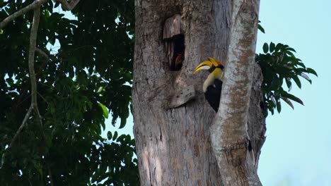 Perched-on-a-branch-then-the-female-sticks-its-head-out-from-the-burrow-then-the-male-flies-away,-Great-Indian-Hornbill-Buceros-bicornis,-Khao-Yai-National-Park,-Thailand