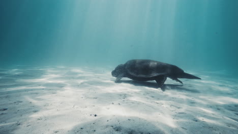 Turtle-crawls-in-slow-motion-as-light-rays-sparkle-across-body-dancing-in-mystical-way