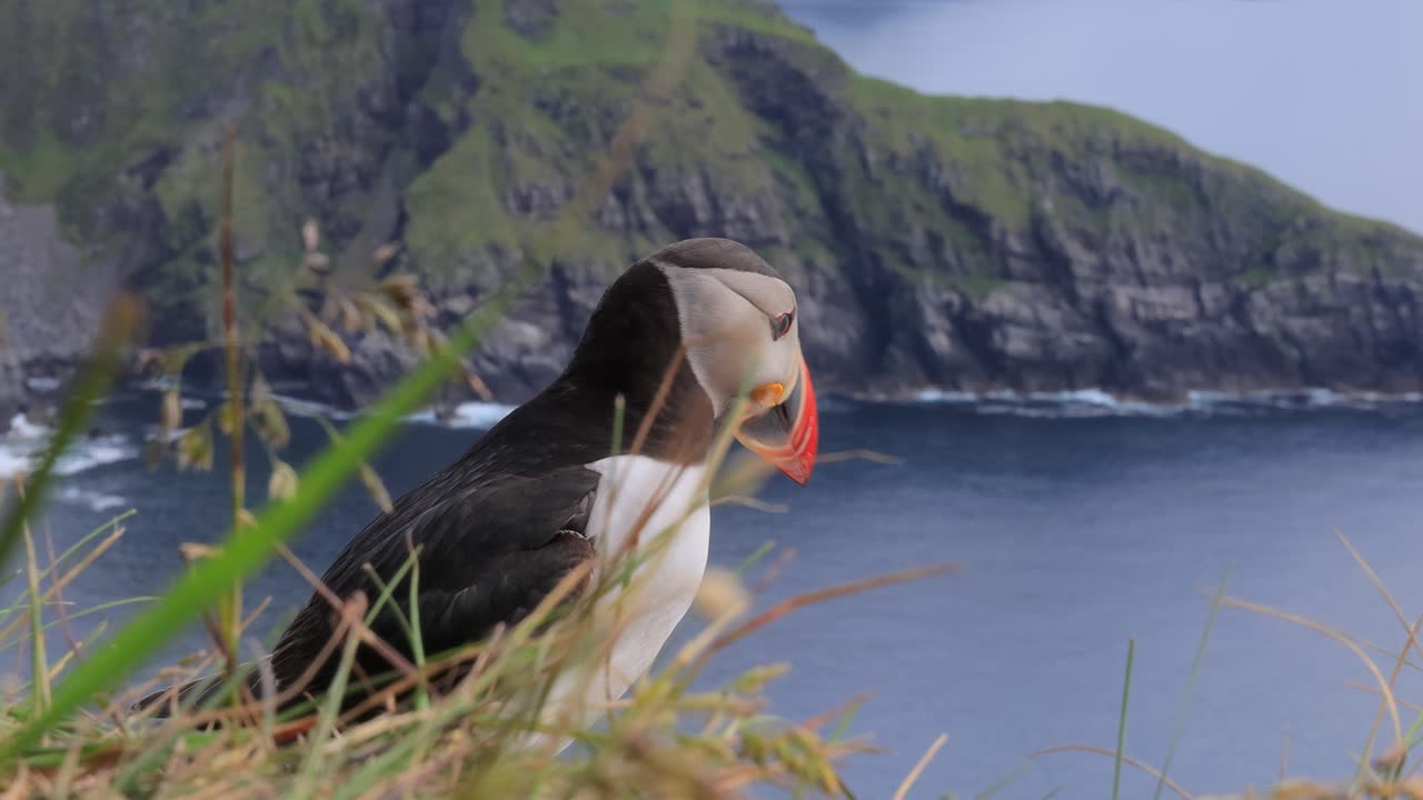 대서양 파핀 (fratercula arctica) 은 룬데 섬 (노르웨이) 의 바위 위에 있습니다.