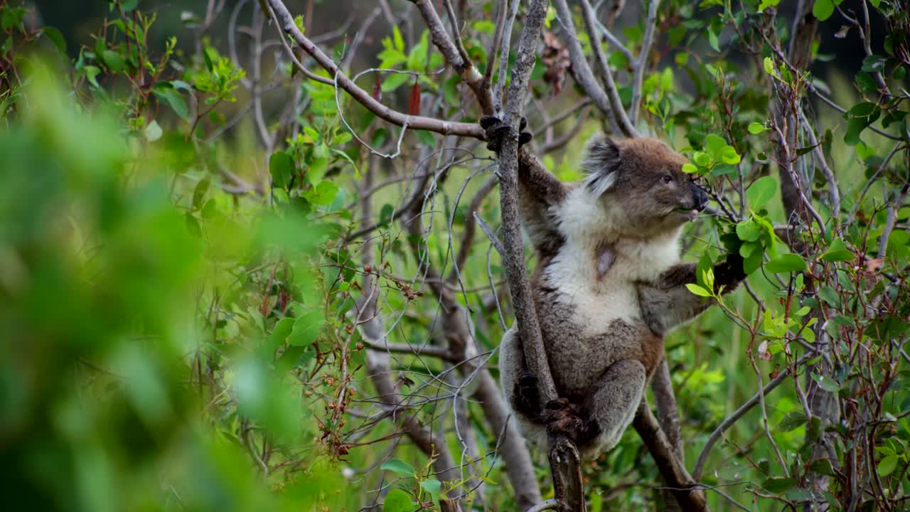 A koala munching on eucalyptus leaves in its natural habitat, capturing the peaceful moment of this iconic Australian marsupial feeding.