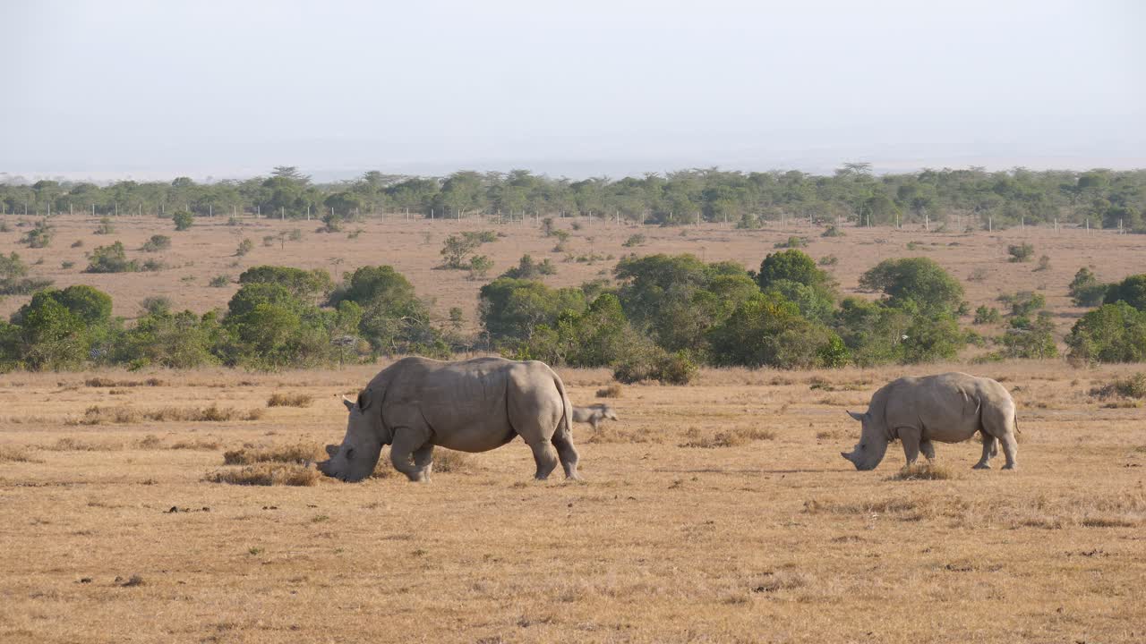 Wide angle view of Black Rhinos feeding on the african plains as a lone waterhog crosses by