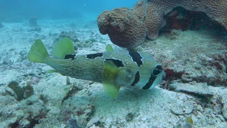 large blotched porcupinefish swims over a sandy patch on a coral reef in the gulf of thailand