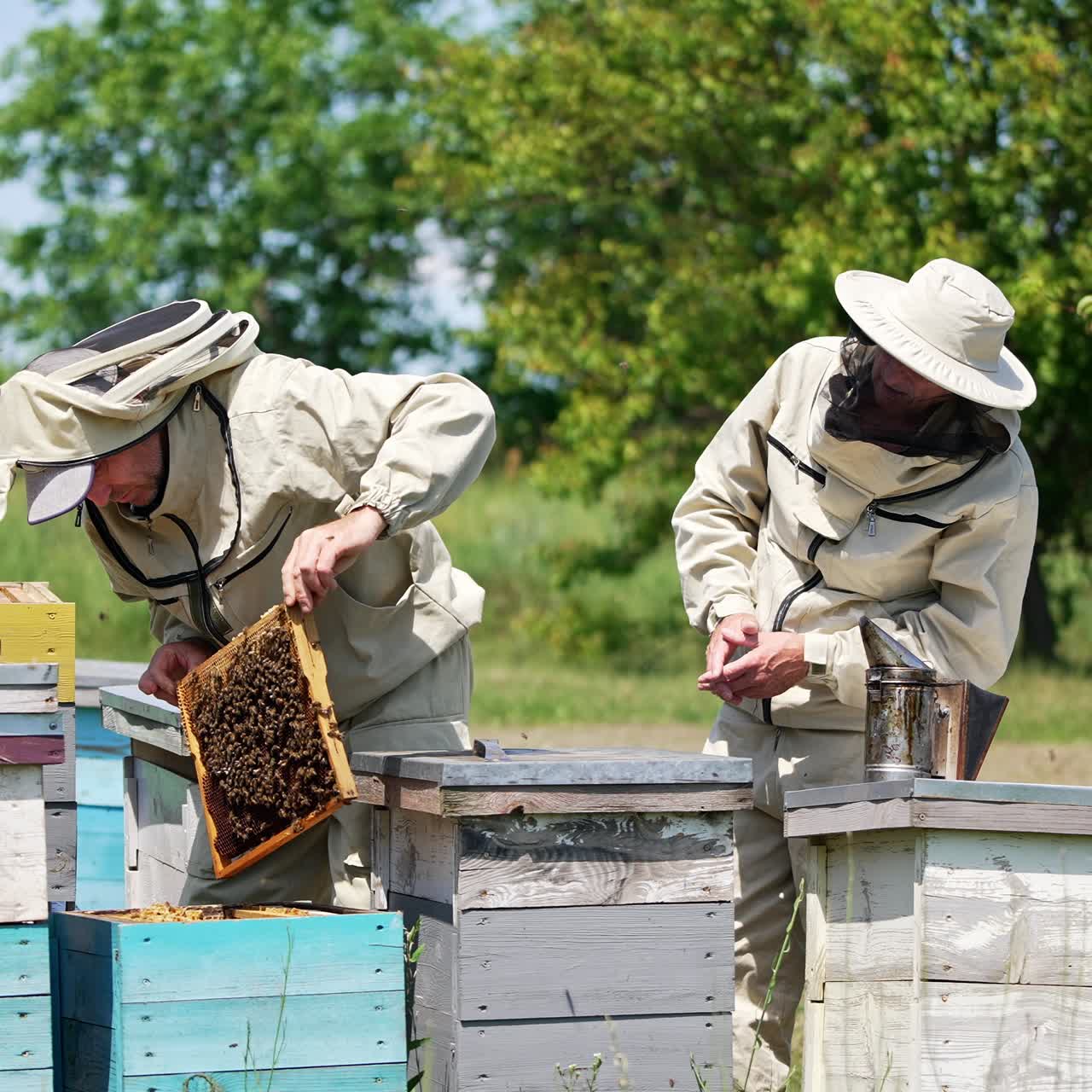 Apicoltori esperti adulti di sesso maschile che controllano il raccolto del miele in un allevamento di api rurale. Due apicoltori che lavorano all'apiario in una giornata di sole. Sfondo naturale