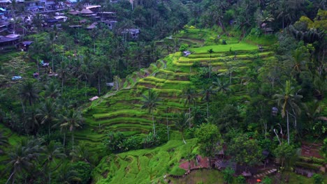 view from above of tegalalang rice terraces near ubud in bali, indonesia