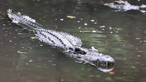 a crocodile moves stealthily across a calm river.