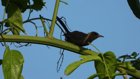 Robin-Indio-Hembra-Escondiendo-árbol-Uhd-Mp4-4k