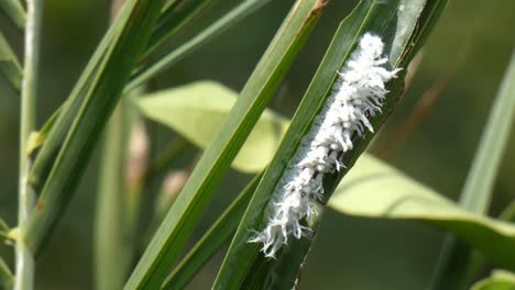 hairy caterpillar in forest mp4 3