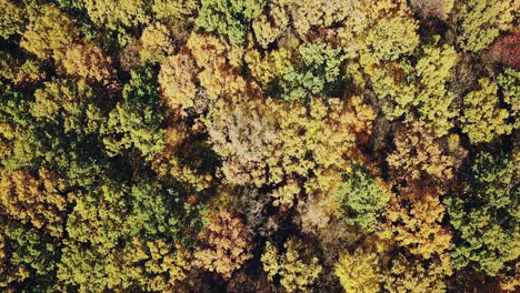 view of the tops of the trees of the autumn forest from a height. camera motion up. aerial view