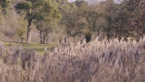 Panículas-De-Hierba-Suavemente-Movidas-Por-El-Viento,-Video-En-Cámara-Lenta-En-Un-Campo-Tranquilo-Y-Calmado