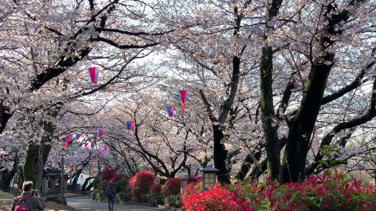 una atmósfera de hanami con flores de cerezo fucsias en el parque asukayama
