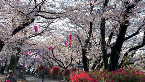 an atmosphere of hanami with fuchsia cherry blossoms at asukayama park