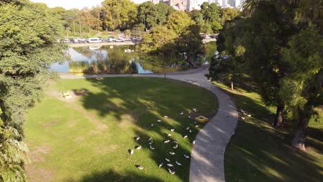 vuelo aéreo sobre el parque con patos pastando y un lago idílico en la ciudad de buenos aires