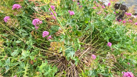 flores rosadas vibrantes cerca de una zona costera